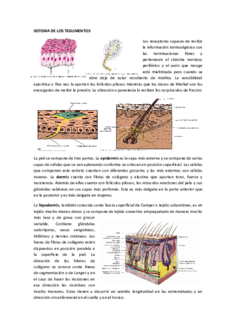 SISTEMA-MUSCULOESQUELETICO.pdf