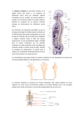 COLUMNA.pdf