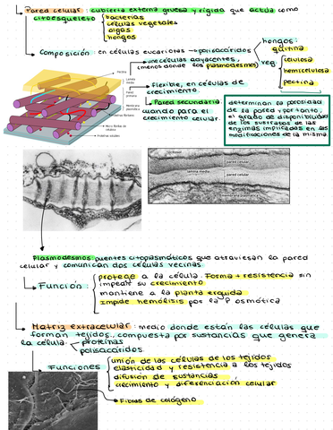 Estructuras-No-Membranosas-De-La-Celula-4.jpg