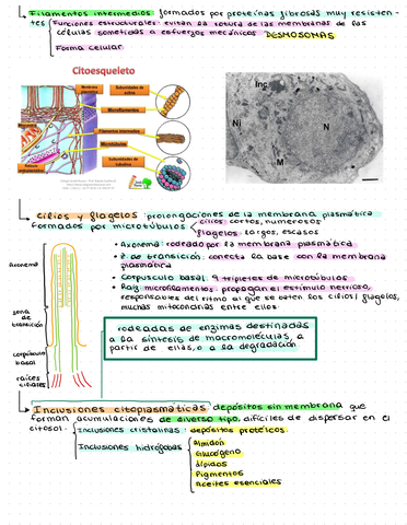 Estructuras-No-Membranosas-De-La-Celula-3.jpg