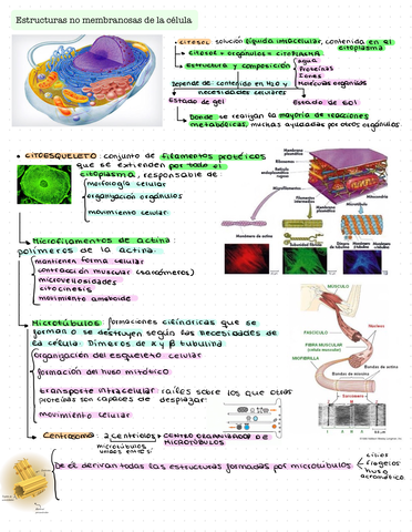 Estructuras-No-Membranosas-De-La-Celula-2.jpg