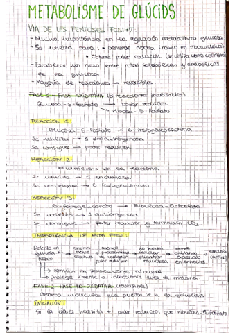 metabolismo-glucidos.pdf