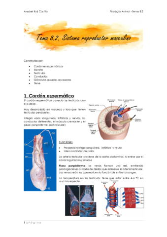 Apuntes-T82-Masculino.pdf