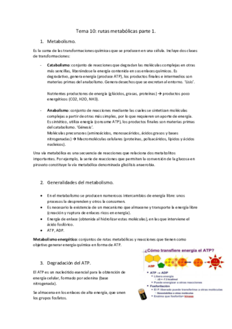 Tema-10-rutas-metabolicas.pdf