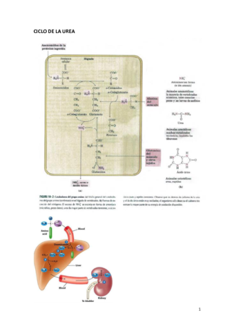 CICLO-DE-LA-UREA.pdf