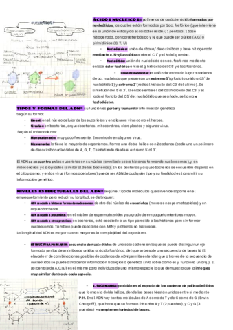 ACIDOS-NUCLEICOS.pdf