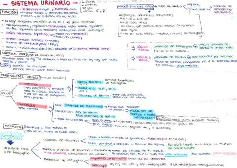 APARATO-URINARIO.pdf