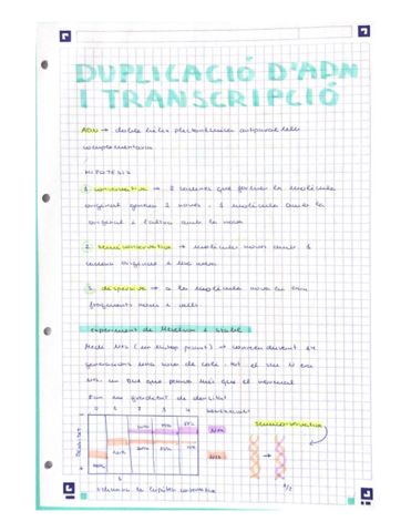 Duplicacio-ADN.pdf