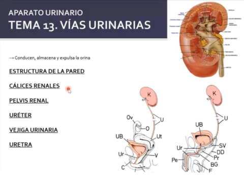 vias-urinarias.pdf