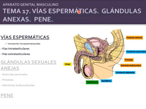 vias-espermaticas-glandulas-pene.pdf