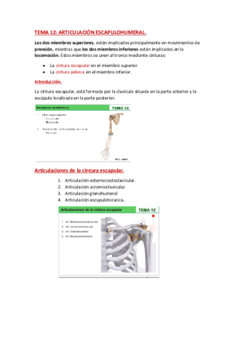 ANATOMIA-TEMA-12.pdf
