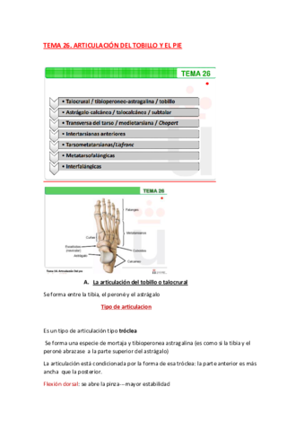ANATOMIA-TEMA-26.pdf