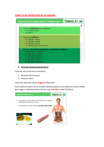 ANATOMIA-TEMA-27-Y-28.pdf