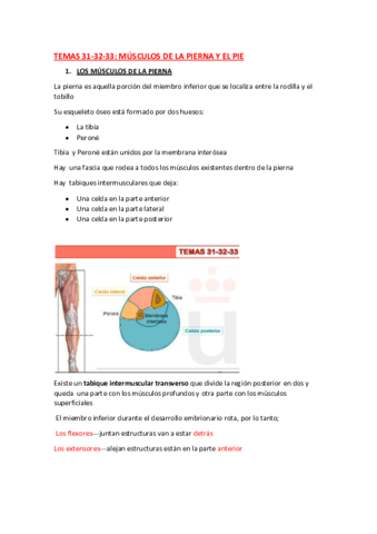 ANATOMIA-TEMA-31-32-33.pdf
