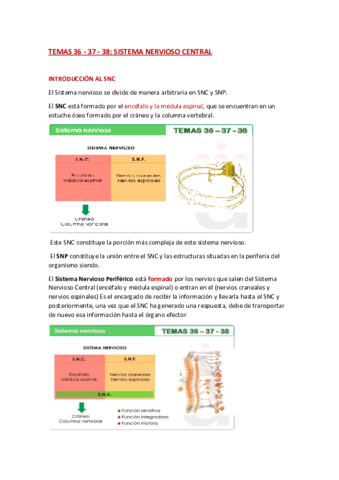 ANATOMIA-TEMA-36-37-38.pdf