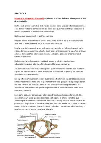 ANATOMIA-PRACTICA-1.pdf