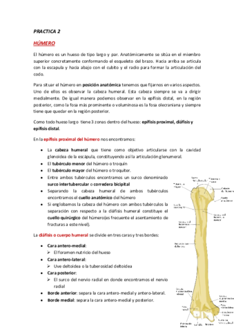 ANATOMIA-PRACTICA-2.pdf