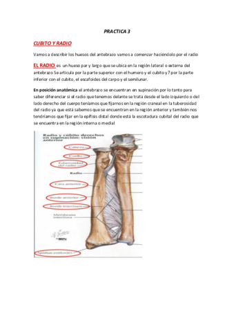 ANATOMIA-PRACTICA-3.pdf