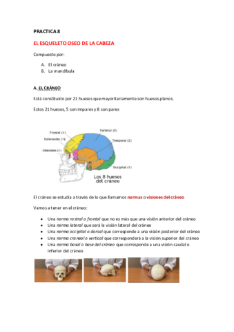ANATOMIA-PRACTICA-8.pdf