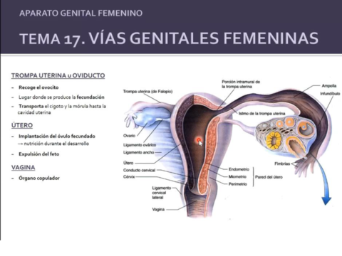 vias-genitales-femeninas.pdf