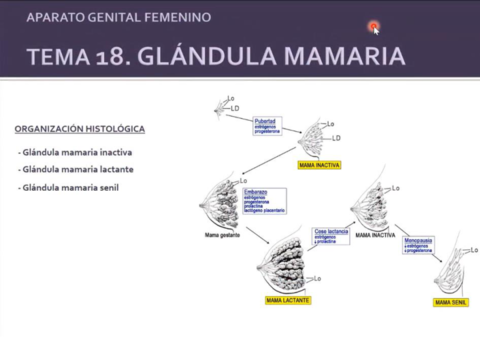 glandula-mamaria.pdf