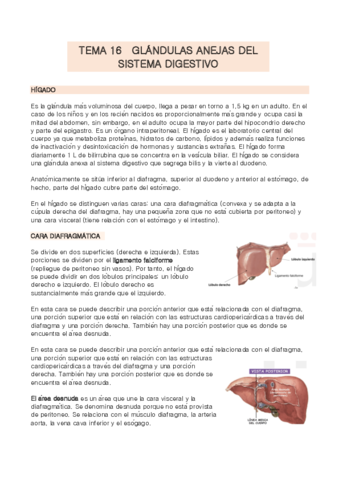 TEMA-16-anatomia.pdf