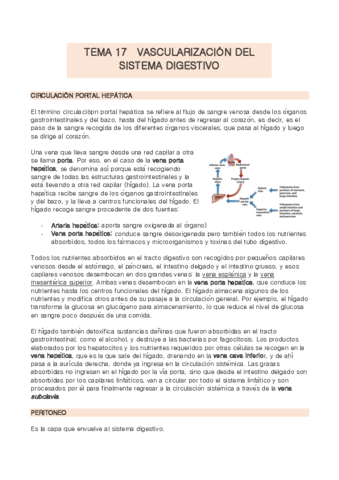 TEMA-17-anatomia.pdf
