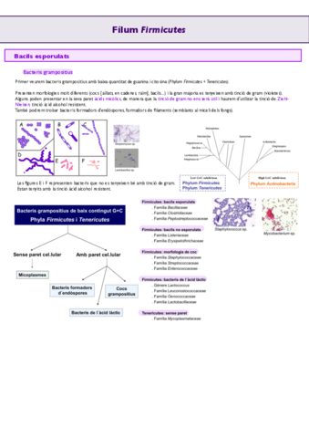 Grampositius.pdf