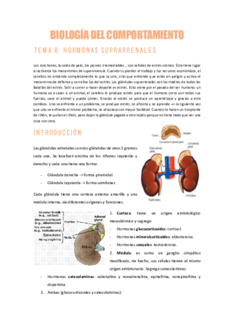 BDCTEMA-8HORMONAS-SUPRARRENALES.pdf