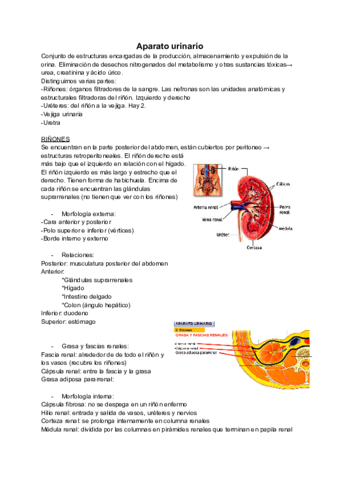 Aparato-urinario.pdf