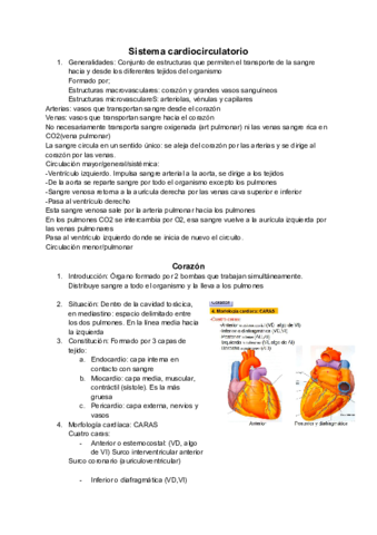 Sistema-cardiocirculatorio.pdf