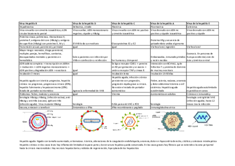 HEPATOVIRUS.pdf
