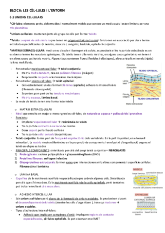 BT-6les-cellules-i-lentorn.pdf