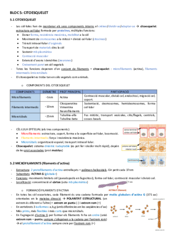 BT-5citoesquelet.pdf