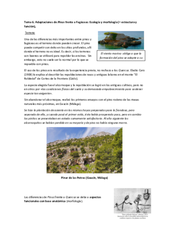 TEMA-6.pdf