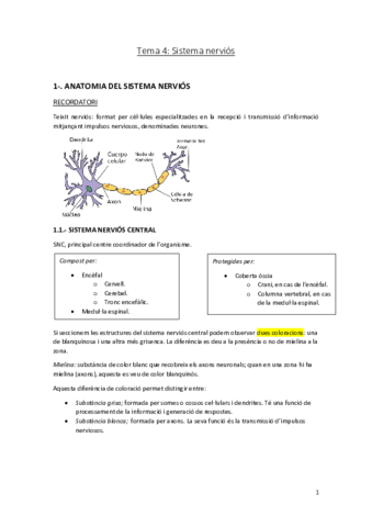 Tema-4-Sistema-nerviosAnatomia.pdf