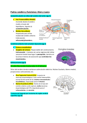 Partes-del-cerebro-Alen-y-Laura.pdf
