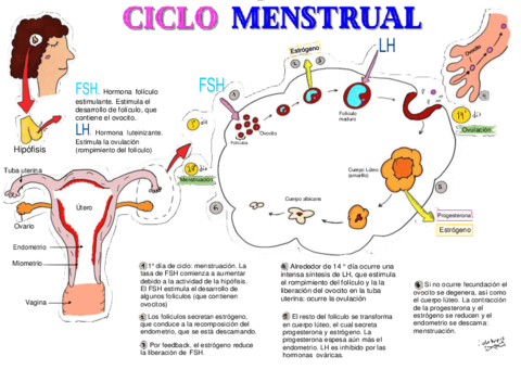 embriologia-ciclo-ovarico.pdf