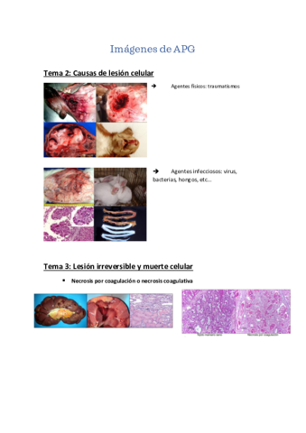 Imagenes-de-APG.pdf