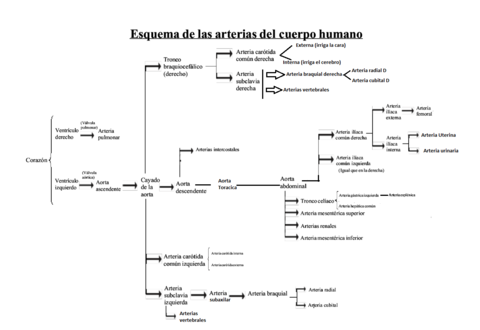 esquema-arterias.png