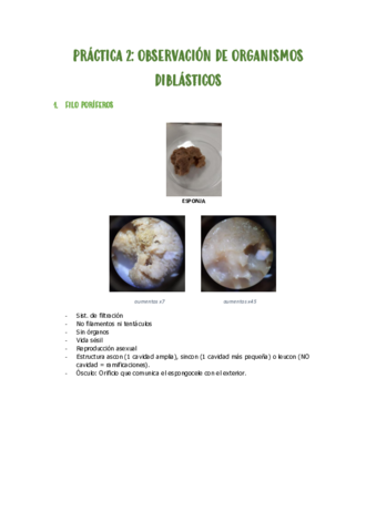 PRACTICA-2-organismos-diblasticos.pdf