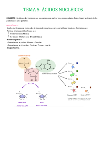 TEMA-5-ACIDOS-NUCLEICOS.pdf