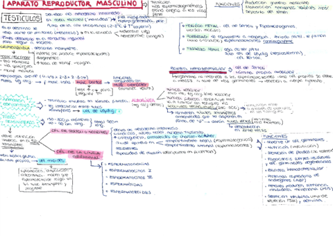 APARATO-REPRODUCTOR-MASCULINO.pdf