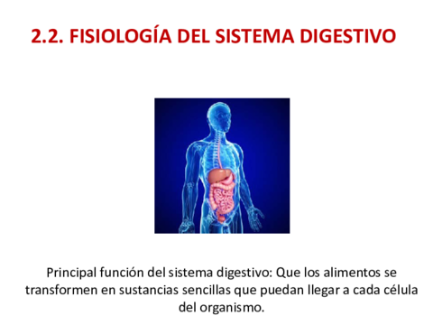 FSIOLOGIA-sistema-digestivo.pdf