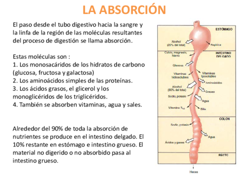Fisiologia-del-sistema-digestivo-la-absorcion.pdf