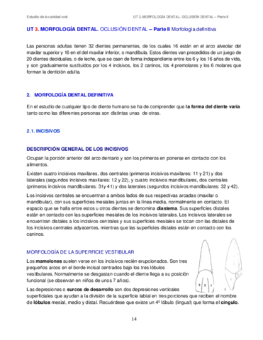 UT-3-Morfologia-y-oclusion-dental-II-Permanentes-Incisivos-Apuntes-2020.pdf