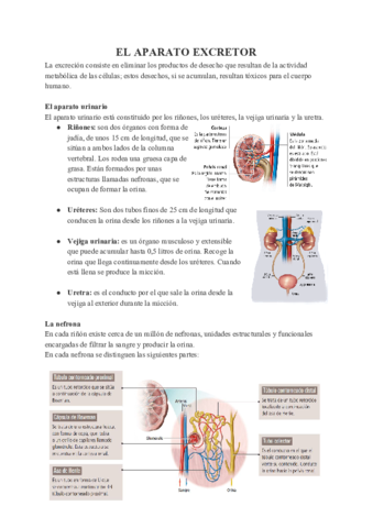EL-APARATO-EXCRETOR.pdf