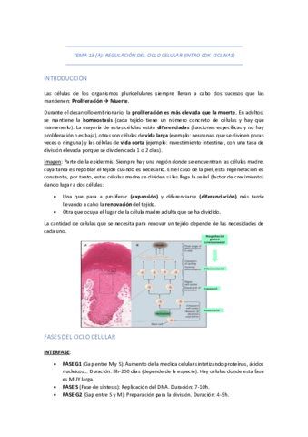 TEMA-13-A-REGULACION-DEL-CICLO-CELULAR-INTRO-CDK-CICLINAS.pdf