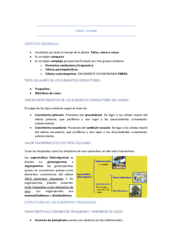 TEMA-7-XILEMA.pdf