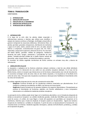 TEMA-6.pdf